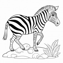 a zebra waiting for a slow snail to pass