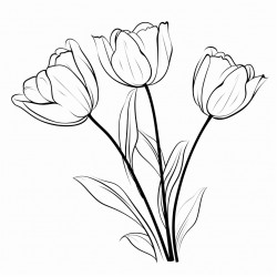 tulip