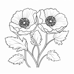 poppy flowers