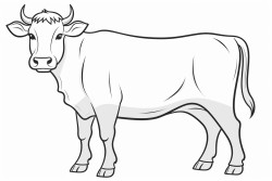 vaca
