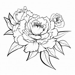 simple flower peony drawing with bold and black lines