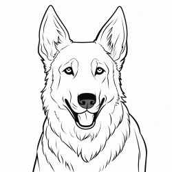 belgian malinois with long hair