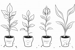 stages of growth of a plant seed germination seedling mature plant