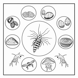 life cycle