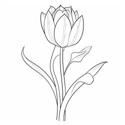 long stemmed tulip