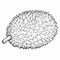 1 durian clipart