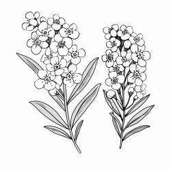 waxflower