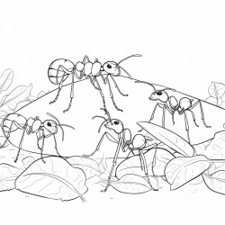 ants gathering food