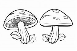 insects mushrooms
