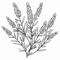 a sprig of lavender its fragrant flowers calming and serene