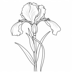 one single long stemmed iris