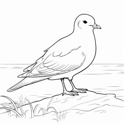 cute iceland gull
