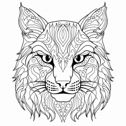 wildcat