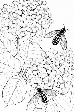 honey bees buzz among the hydrangea flowers
