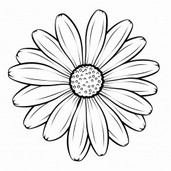 daisy flower