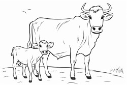 cows