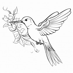 kolibri