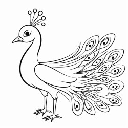 simple image of peacock for very small kids coloring book