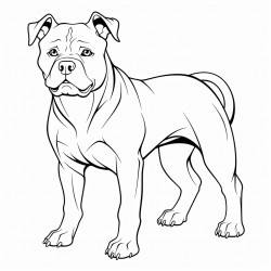 pit perce