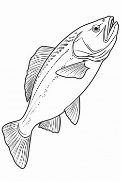 dorado