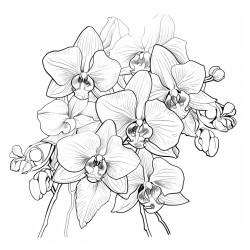 orchids