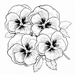 simple flower pansies drawing with bold and black lines