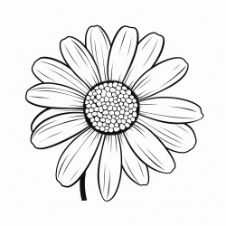 daisy flower