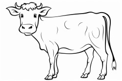 cow