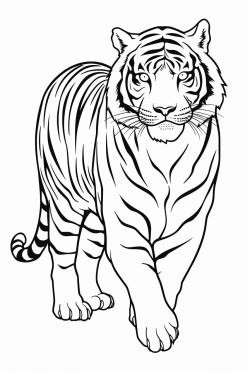 draw a tiger prowling