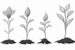 stages of growth of a plant seed germination seedling mature plant