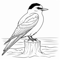 a cute icelandic arctic tern