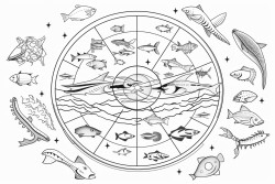 oceanic food web