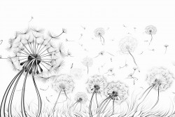 dandelions seeds blowing in the wind