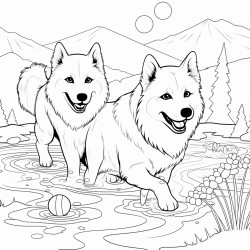 two samoyeds playing with ball in the water while fishes are around