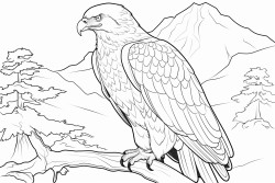 aigle  tte blanche