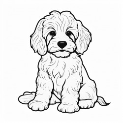 a female cockapoo puppy in the sitting position