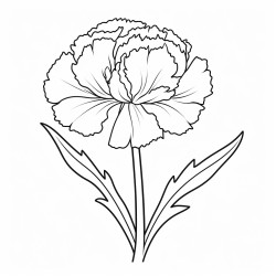 carnation flower