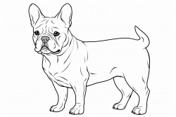 chien de berger noir et blanc