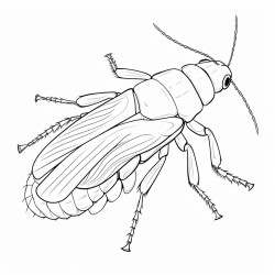 dubia roach
