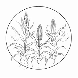 life cycle of field corn