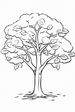 a simple big tree with wide branches and leaves