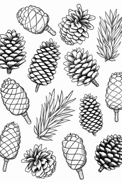 a cute pinecone collection  coloring bookvector white background black and white black drawing
