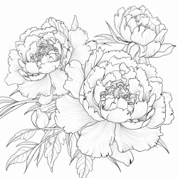 peony flowers coloring page  no color no shading thick lines