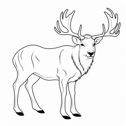 a cute icelandic elk