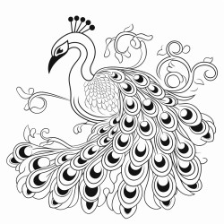 peacock
