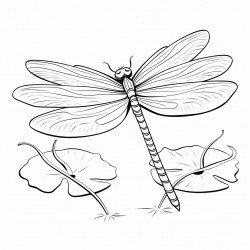 dragonfly on lily pad