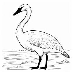 a cute icelandic whooper swan