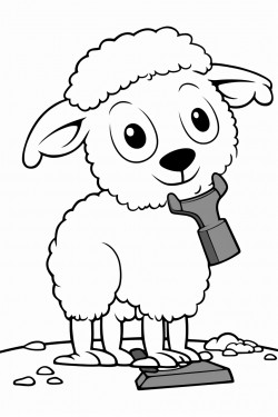 sheep being sherd with clippers