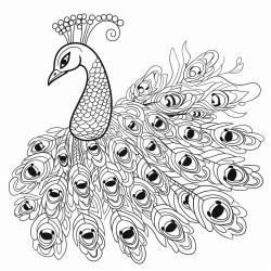 peacock