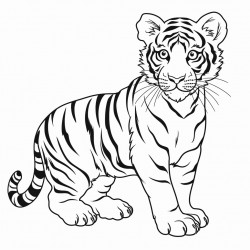 tiger